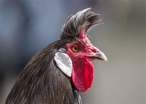 Barbara took plenty of time to go over what I was. . Roosters haircuts